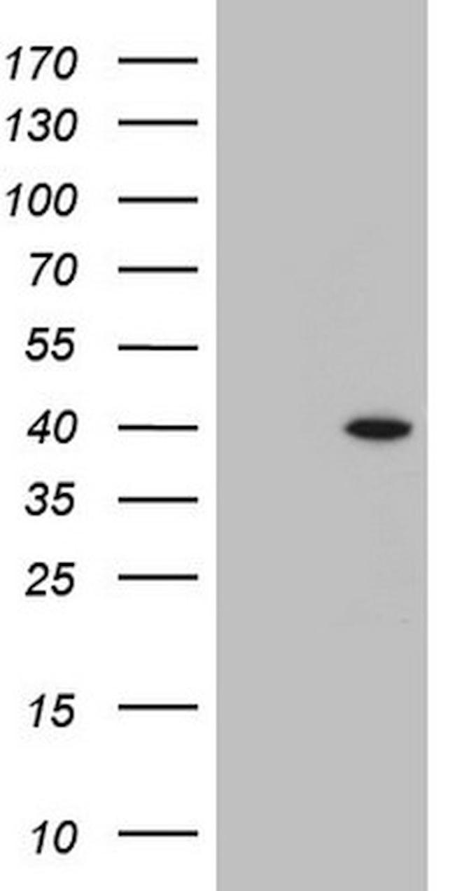 BCL2L14 Antibody in Western Blot (WB)