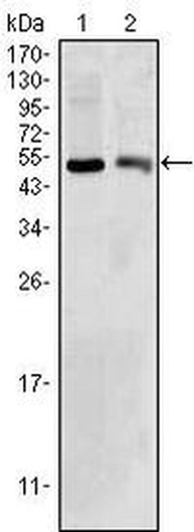 BDH1 Antibody in Western Blot (WB)