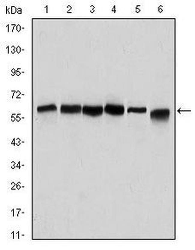 Beclin 1 Antibody in Western Blot (WB)