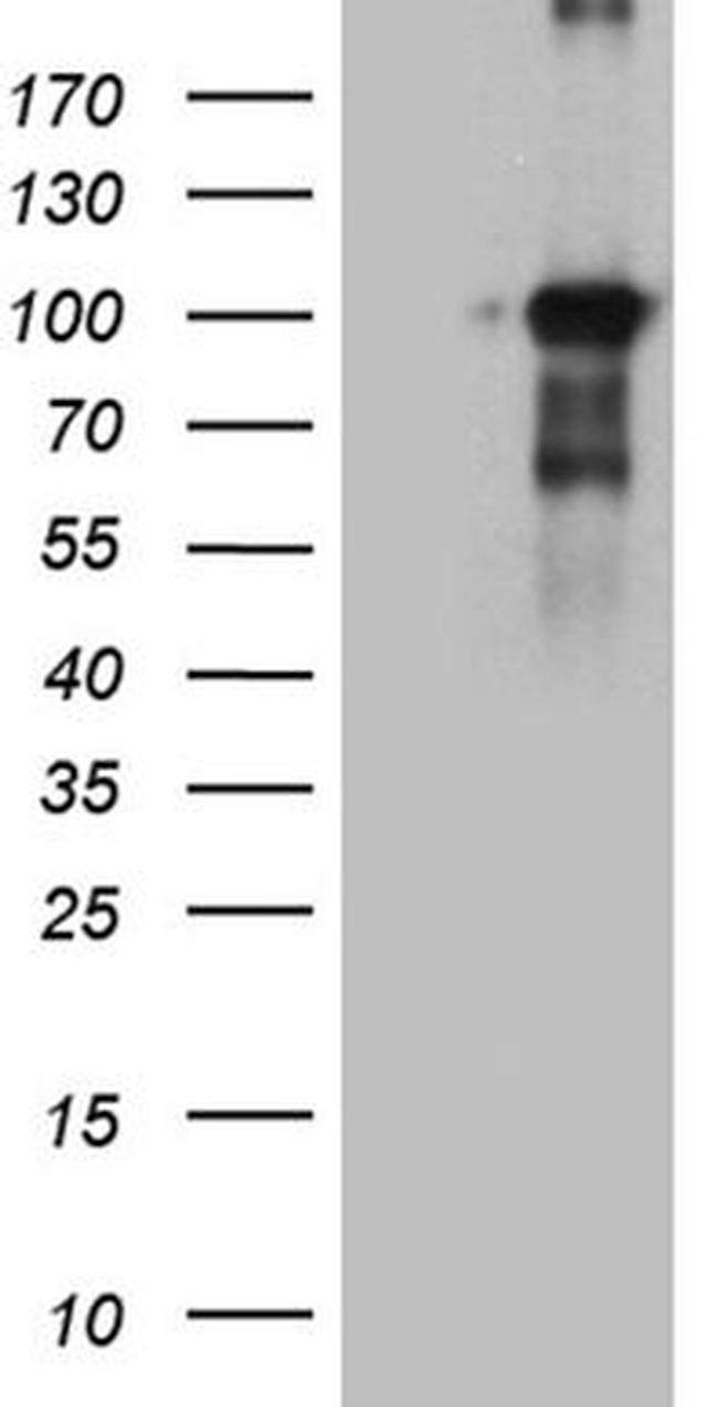 BEGAIN Antibody in Western Blot (WB)