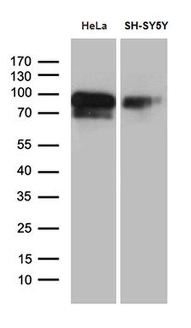 BEGAIN Antibody in Western Blot (WB)