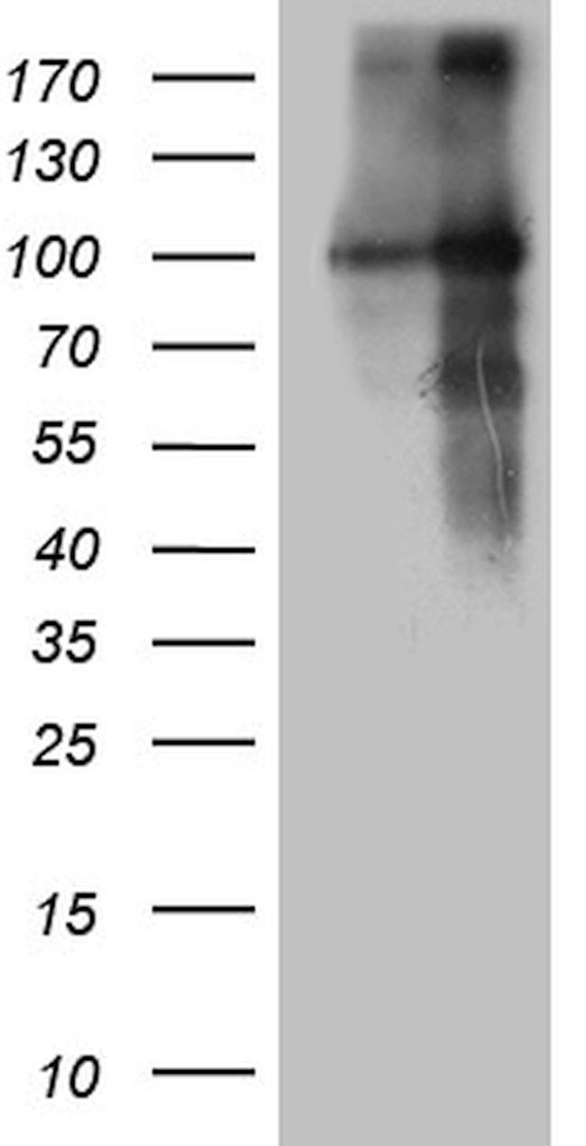 BEGAIN Antibody in Western Blot (WB)