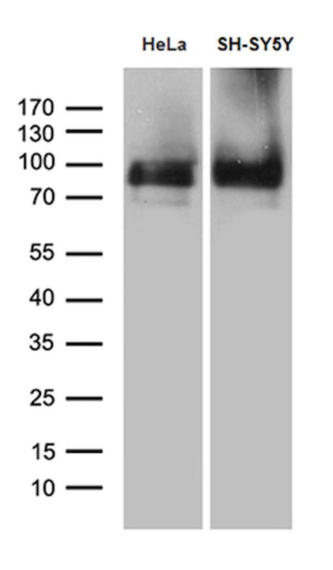 BEGAIN Antibody in Western Blot (WB)