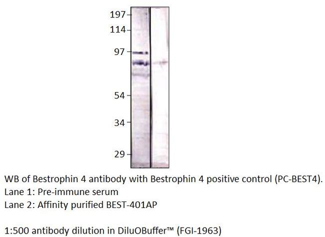 BEST4 Antibody in Western Blot (WB)