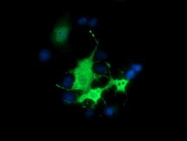 BEST3 Antibody in Immunocytochemistry (ICC/IF)