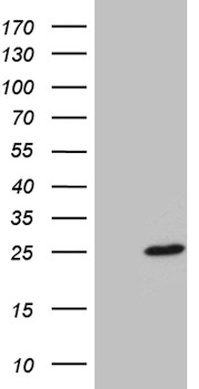 BEX2 Antibody in Western Blot (WB)