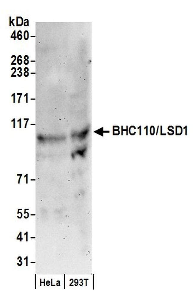 BHC110/LSD1 Antibody in Western Blot (WB)