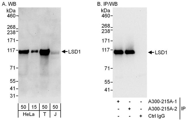 BHC110/LSD1 Antibody in Western Blot (WB)