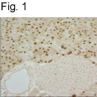 Mist1 Antibody in Immunohistochemistry (Paraffin) (IHC (P))