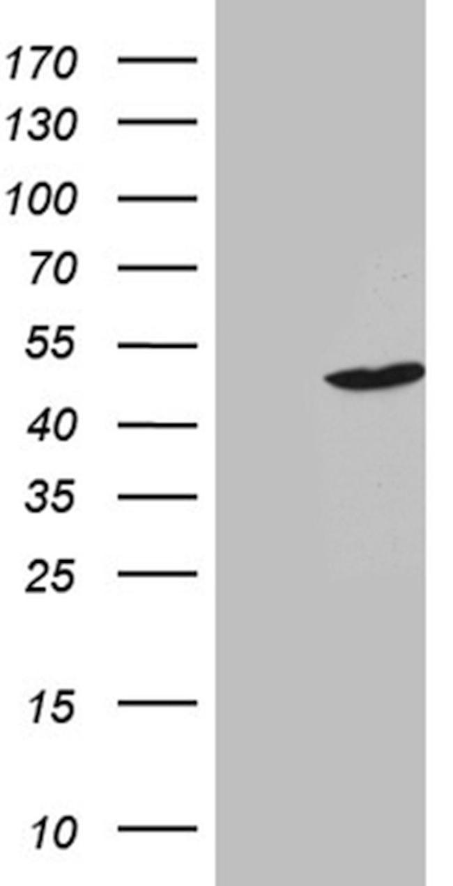 BHLHE40 Antibody in Western Blot (WB)