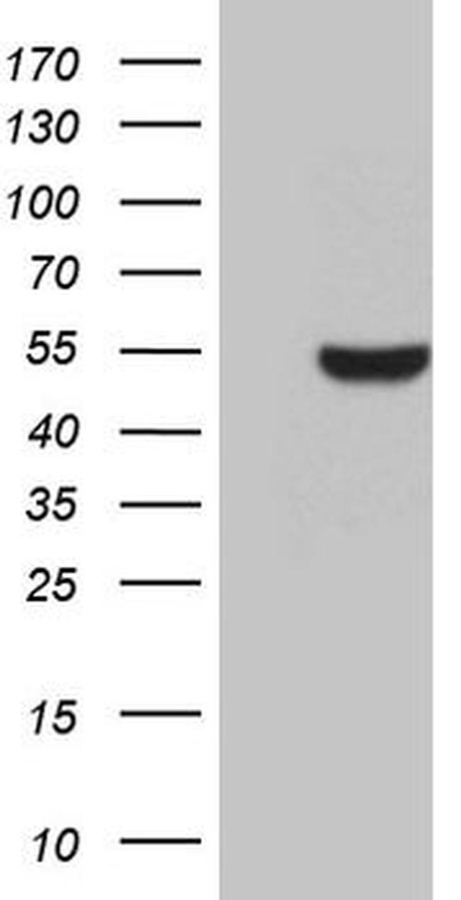 BHLHE40 Antibody in Western Blot (WB)