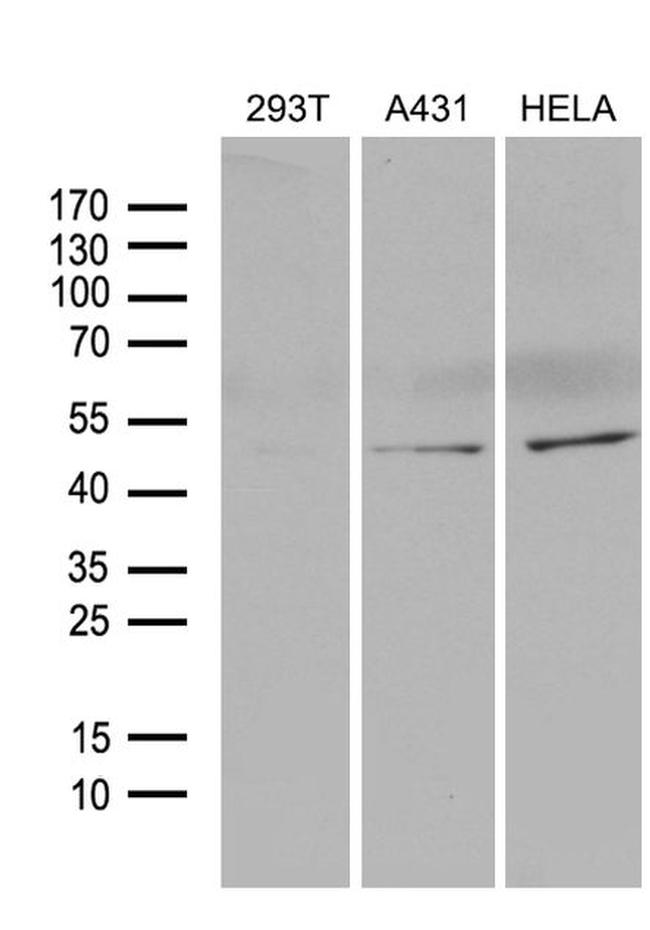 BHLHE40 Antibody in Western Blot (WB)