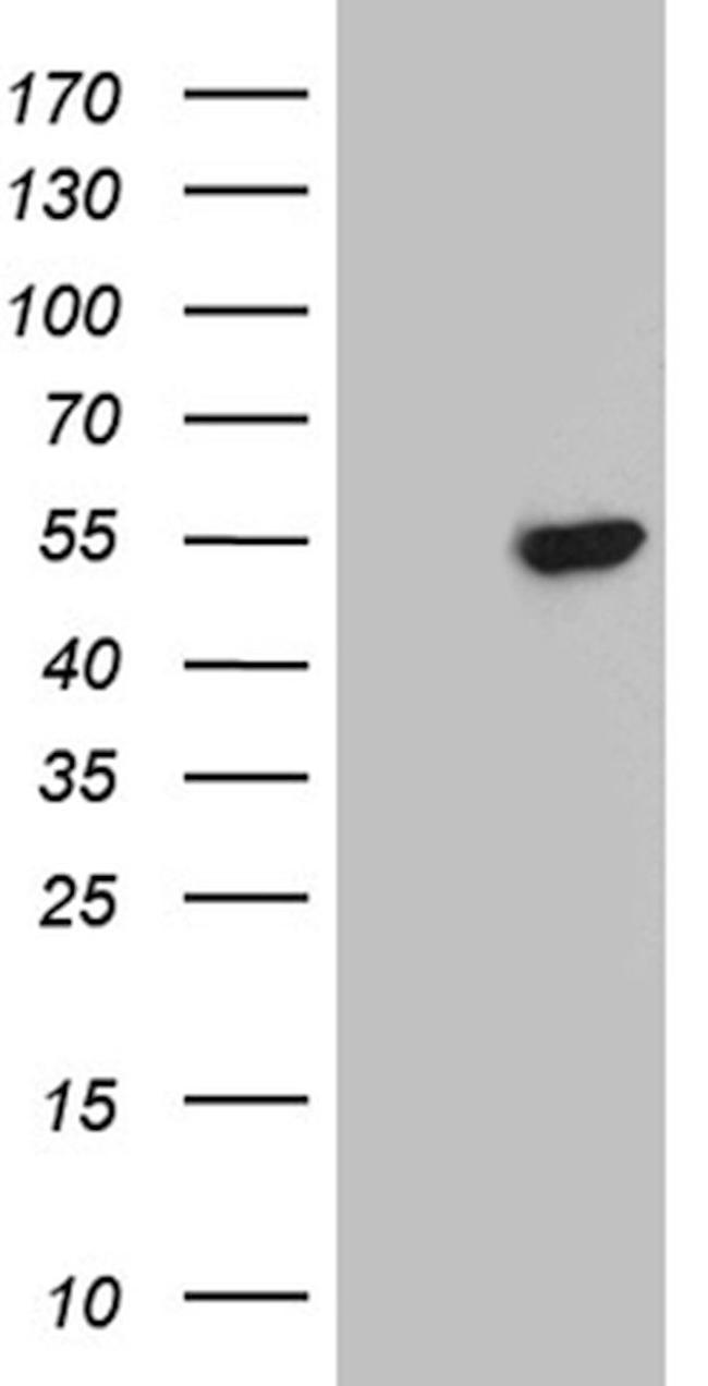 BHLHE40 Antibody in Western Blot (WB)