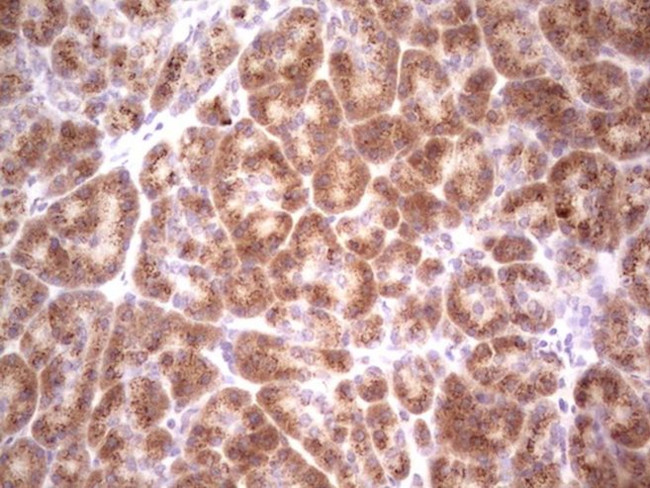 BHLHE41 Antibody in Immunohistochemistry (Paraffin) (IHC (P))