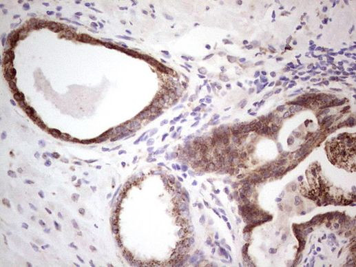 BHLHE41 Antibody in Immunohistochemistry (Paraffin) (IHC (P))