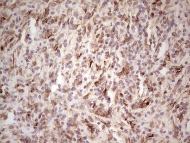 BHLHE41 Antibody in Immunohistochemistry (Paraffin) (IHC (P))