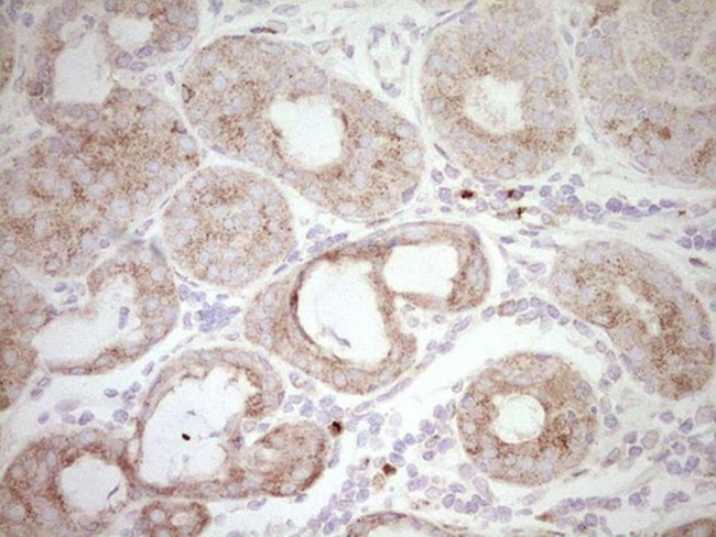 BHLHE41 Antibody in Immunohistochemistry (Paraffin) (IHC (P))