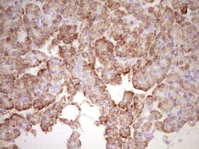 BHLHE41 Antibody in Immunohistochemistry (Paraffin) (IHC (P))