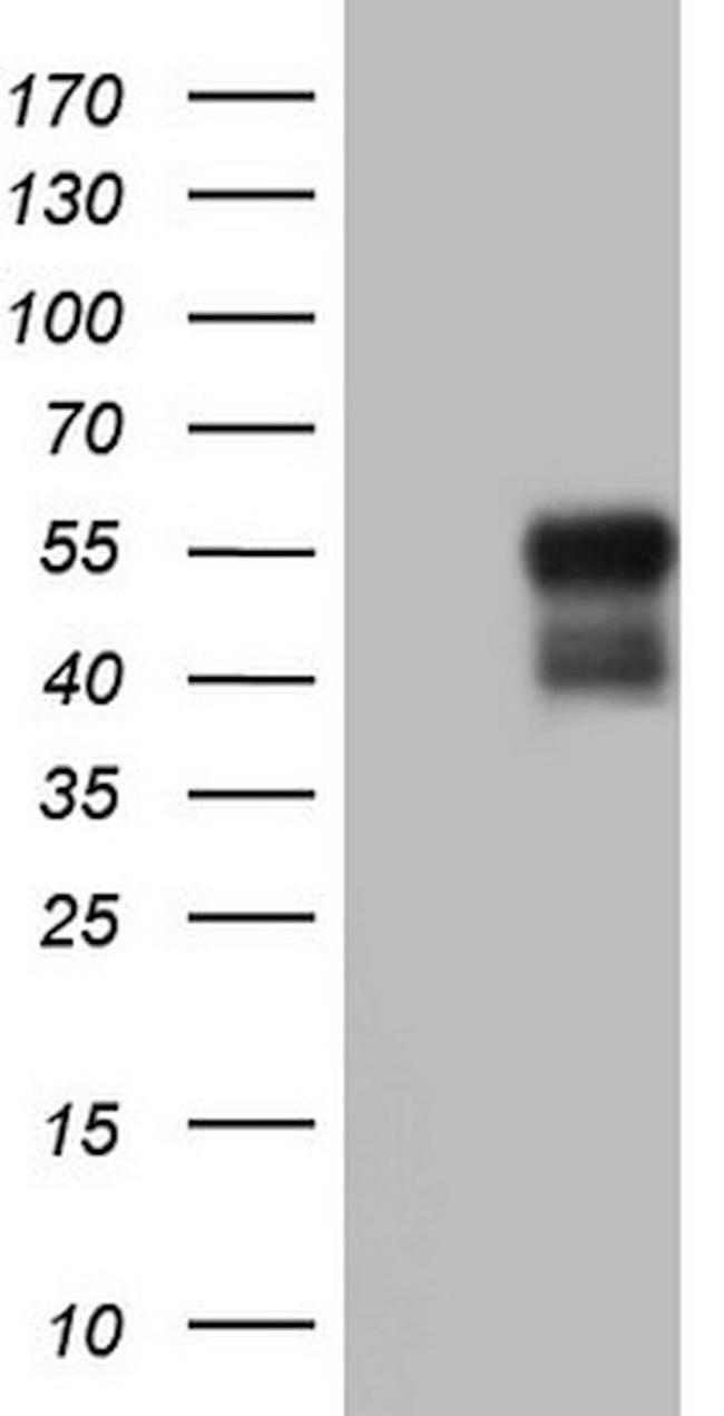 BHLHE41 Antibody in Western Blot (WB)