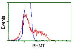 BHMT Antibody in Flow Cytometry (Flow)