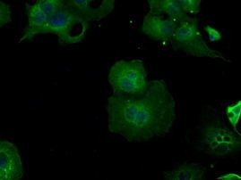 BHMT Antibody in Immunocytochemistry (ICC/IF)