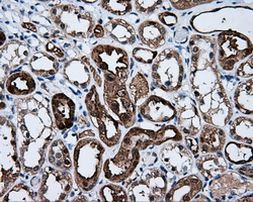 BHMT Antibody in Immunohistochemistry (Paraffin) (IHC (P))