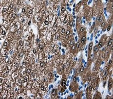 BHMT Antibody in Immunohistochemistry (Paraffin) (IHC (P))