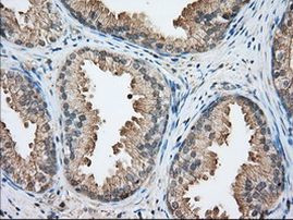 BHMT Antibody in Immunohistochemistry (Paraffin) (IHC (P))