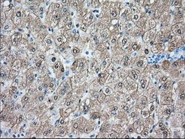 BHMT Antibody in Immunohistochemistry (Paraffin) (IHC (P))