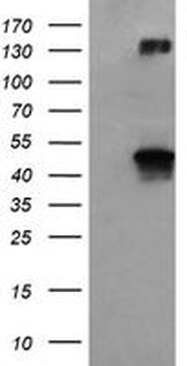 BHMT Antibody in Western Blot (WB)