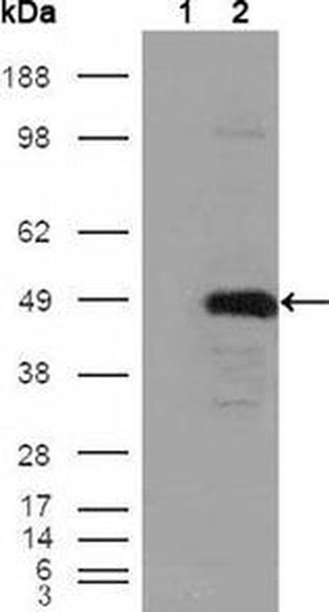 BHMT Antibody in Western Blot (WB)