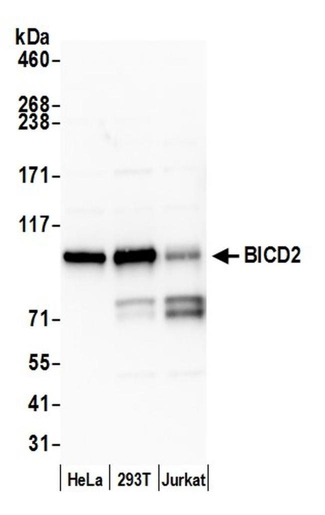 BICD2 Antibody in Western Blot (WB)