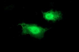 BID Antibody in Immunocytochemistry (ICC/IF)