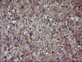 BID Antibody in Immunohistochemistry (Paraffin) (IHC (P))