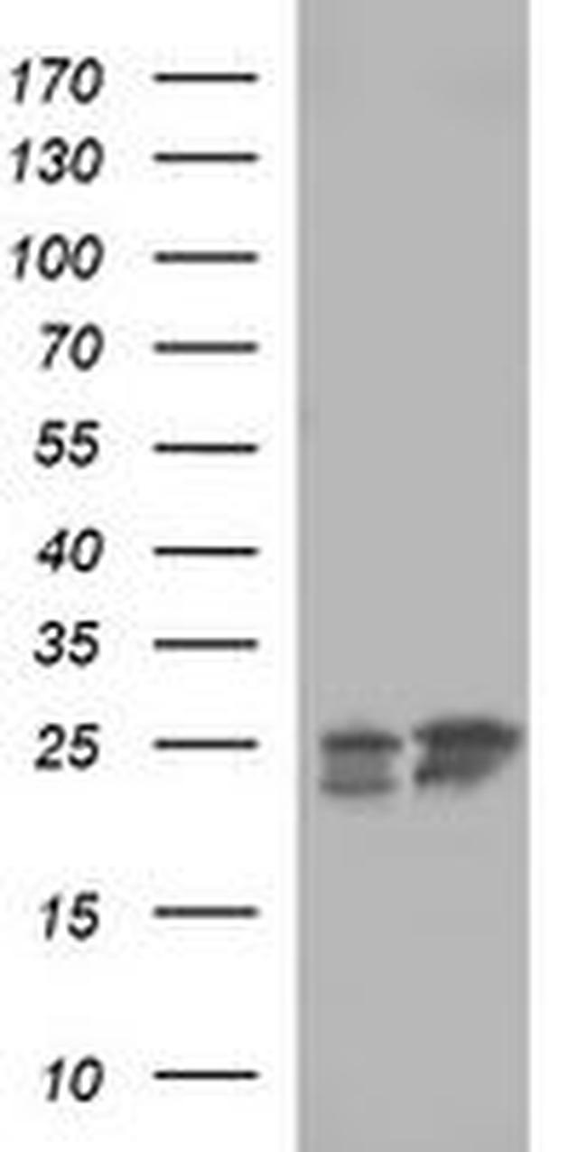 BID Antibody in Western Blot (WB)