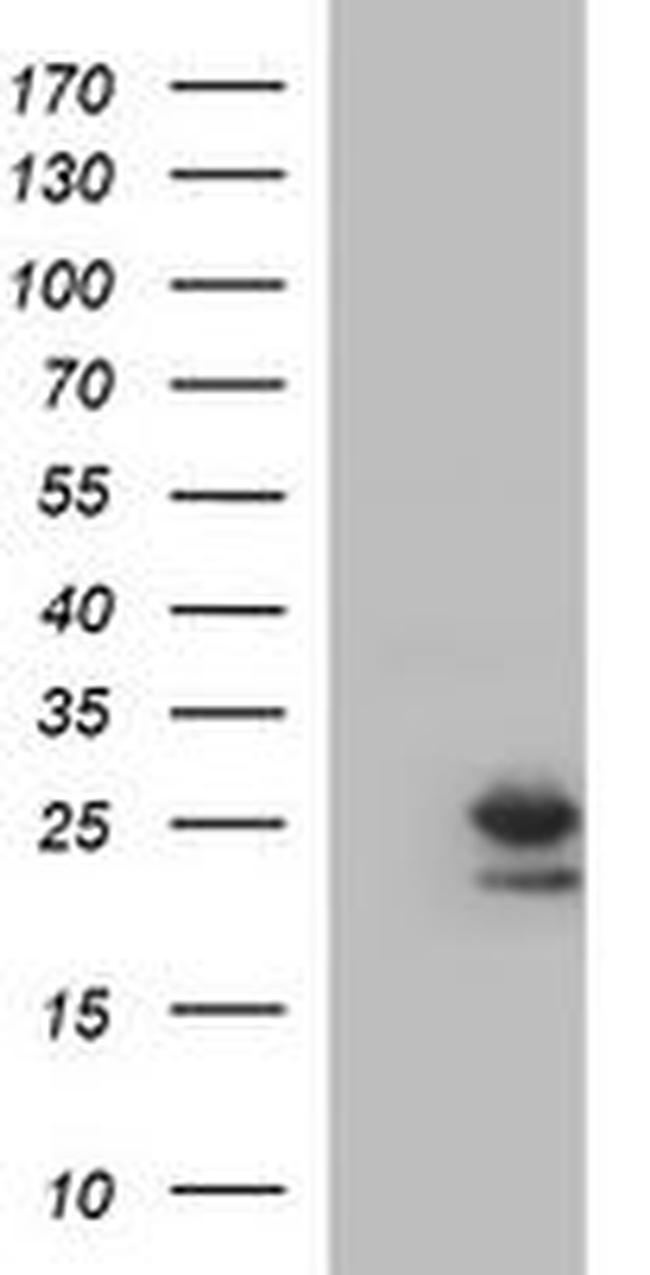 BID Antibody in Western Blot (WB)