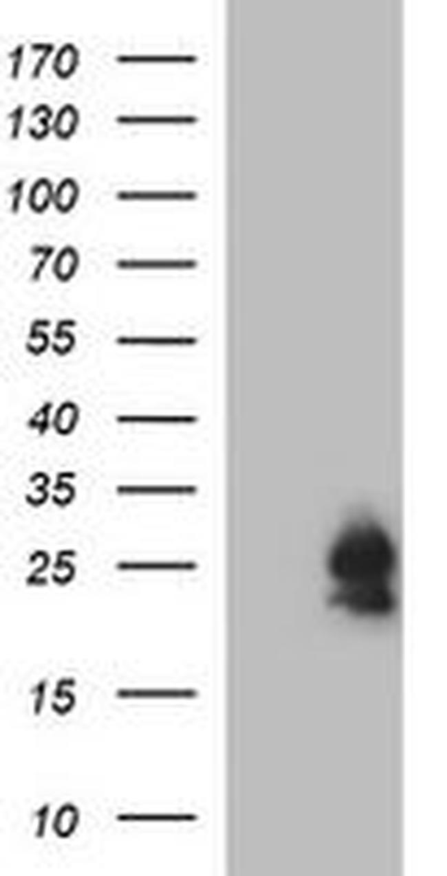 BID Antibody in Western Blot (WB)