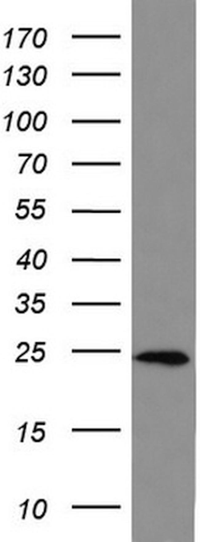 BID Antibody in Western Blot (WB)