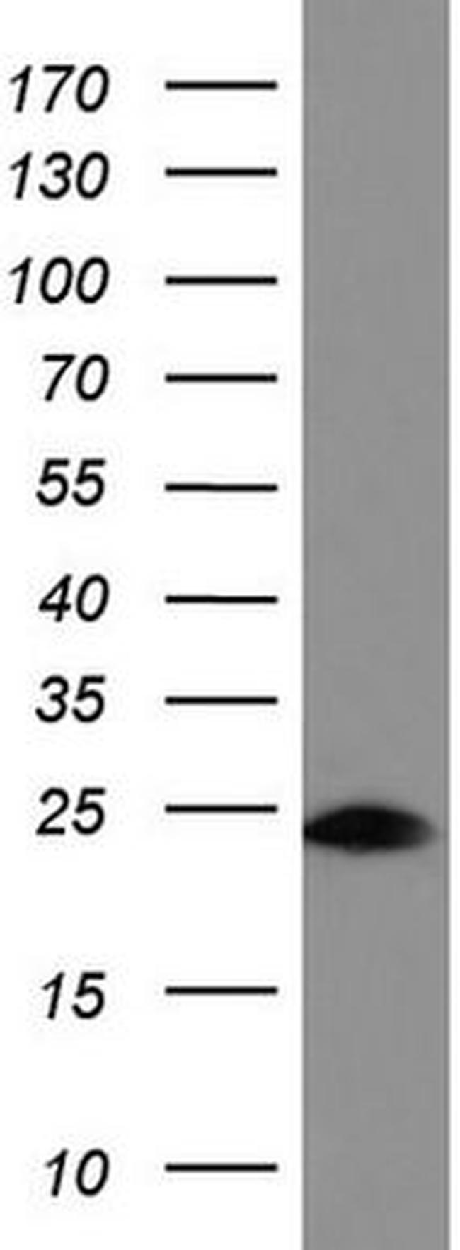 BID Antibody in Western Blot (WB)