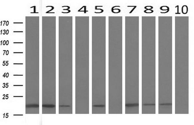 BID Antibody in Western Blot (WB)