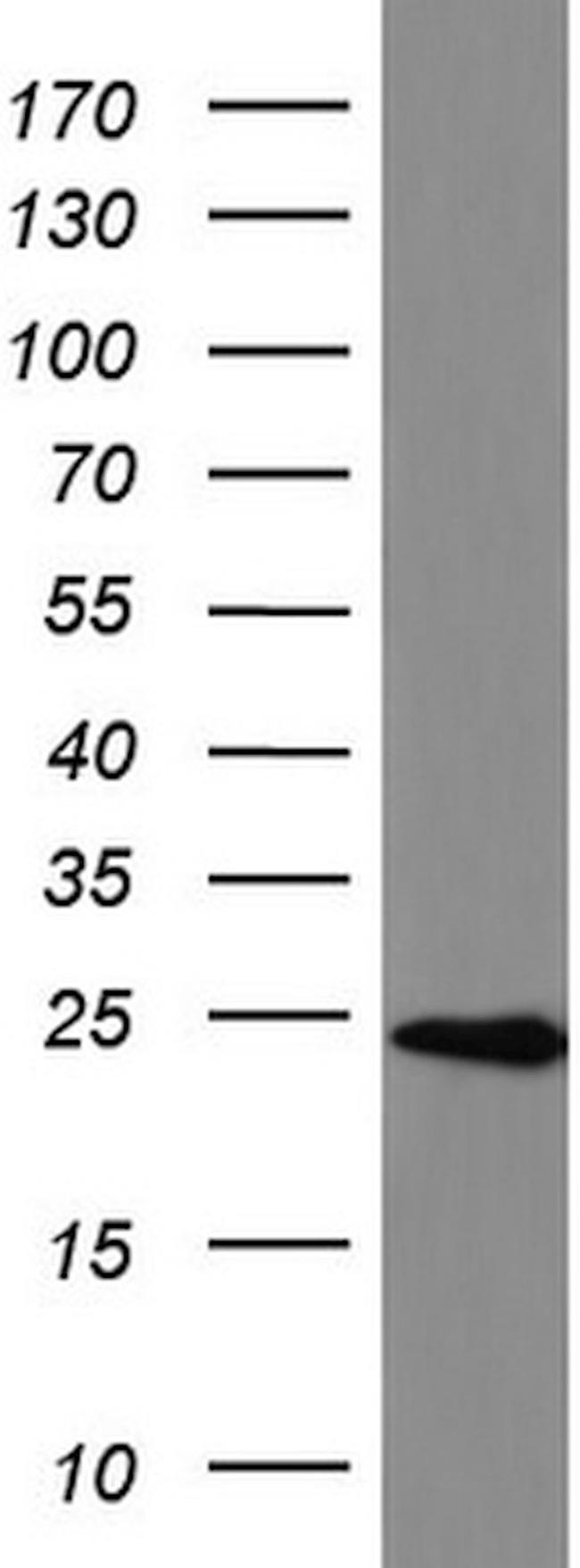 BID Antibody in Western Blot (WB)