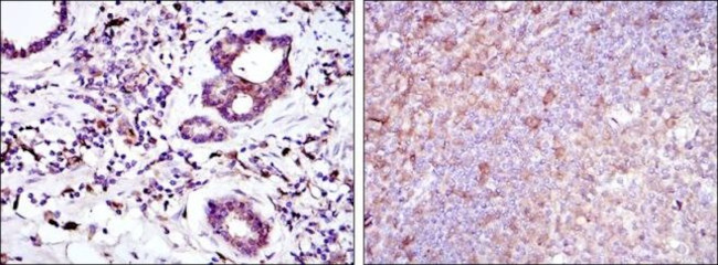 BID Antibody in Immunohistochemistry (Paraffin) (IHC (P))