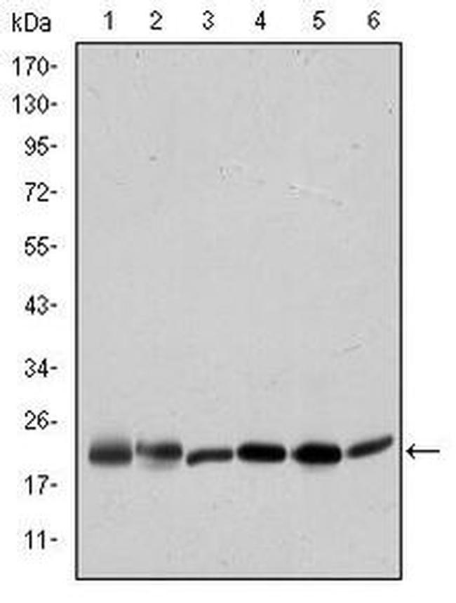 BID Antibody in Western Blot (WB)