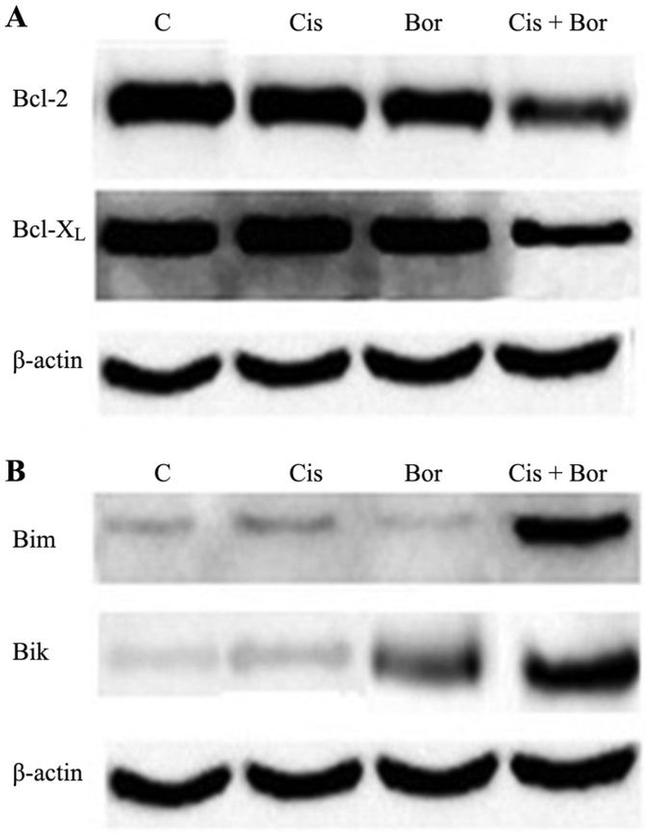 Bcl-2 Antibody in Western Blot (WB)