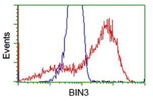 BIN3 Antibody in Flow Cytometry (Flow)