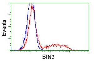 BIN3 Antibody in Flow Cytometry (Flow)