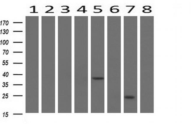 BIRC5/Survivin Antibody in Western Blot (WB)