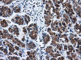 BIRC7 Antibody in Immunohistochemistry (Paraffin) (IHC (P))