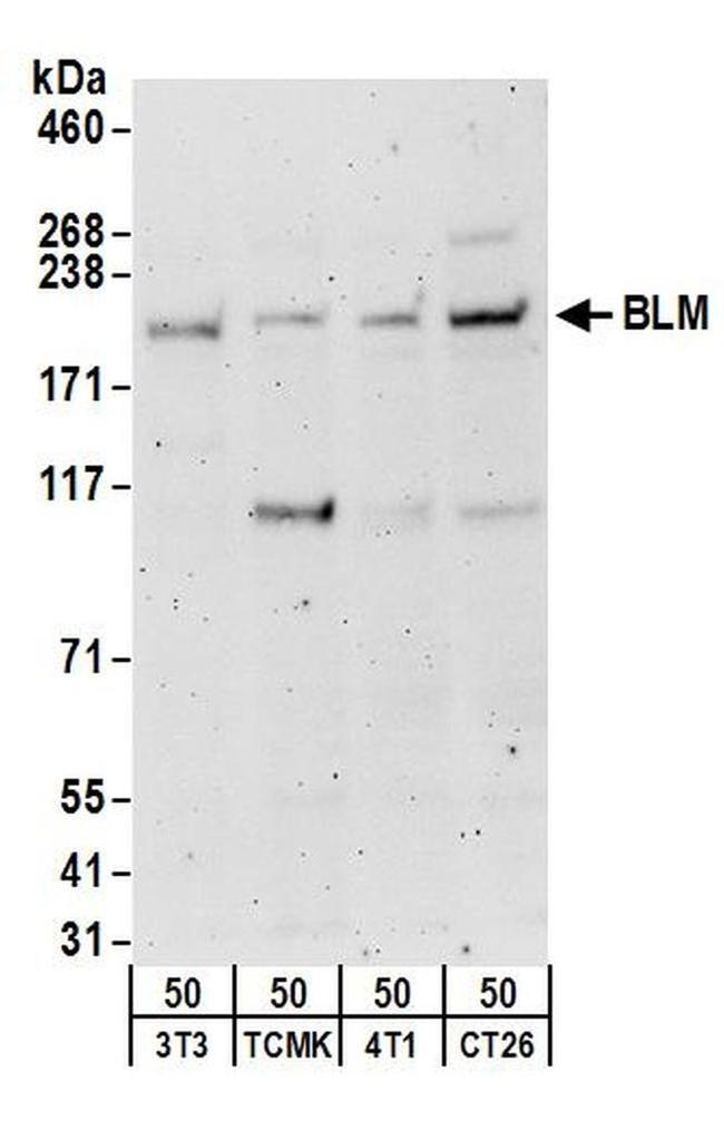 BLM Antibody in Western Blot (WB)