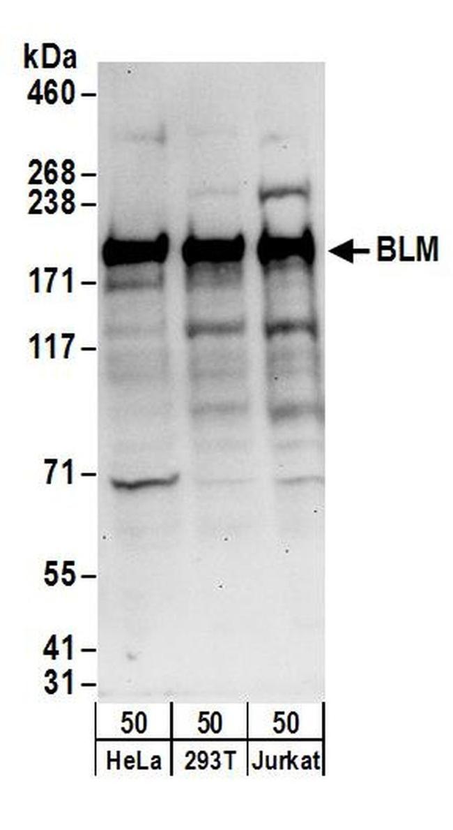 BLM Antibody in Western Blot (WB)